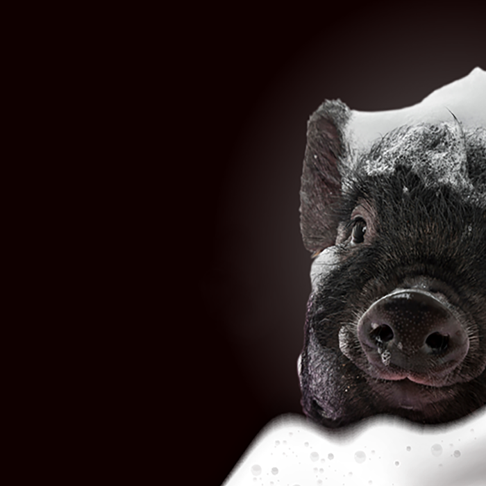 A black and white image of a pig covered in bubbles. » admin by request